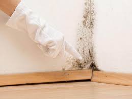 Best Black Mold Removal in Saltville, VA